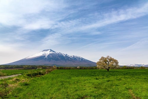 岩手山と一本桜の写真