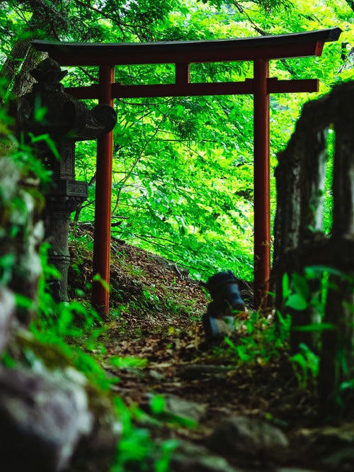 新緑と鳥居の写真