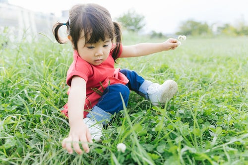 シロツメクサを集める女の子の写真