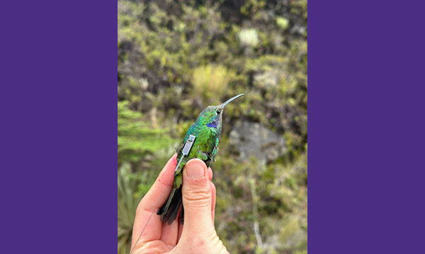 Miniature backpack-like tags offer insight into the movement of hummingbirds