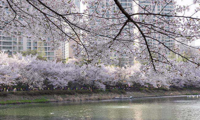 Lễ hội hoa anh đào tại hồ Seokchon