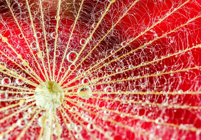 Red Pedal Close Up