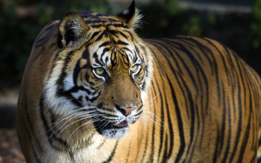 8k Tiger Uhd Fondo de pantalla