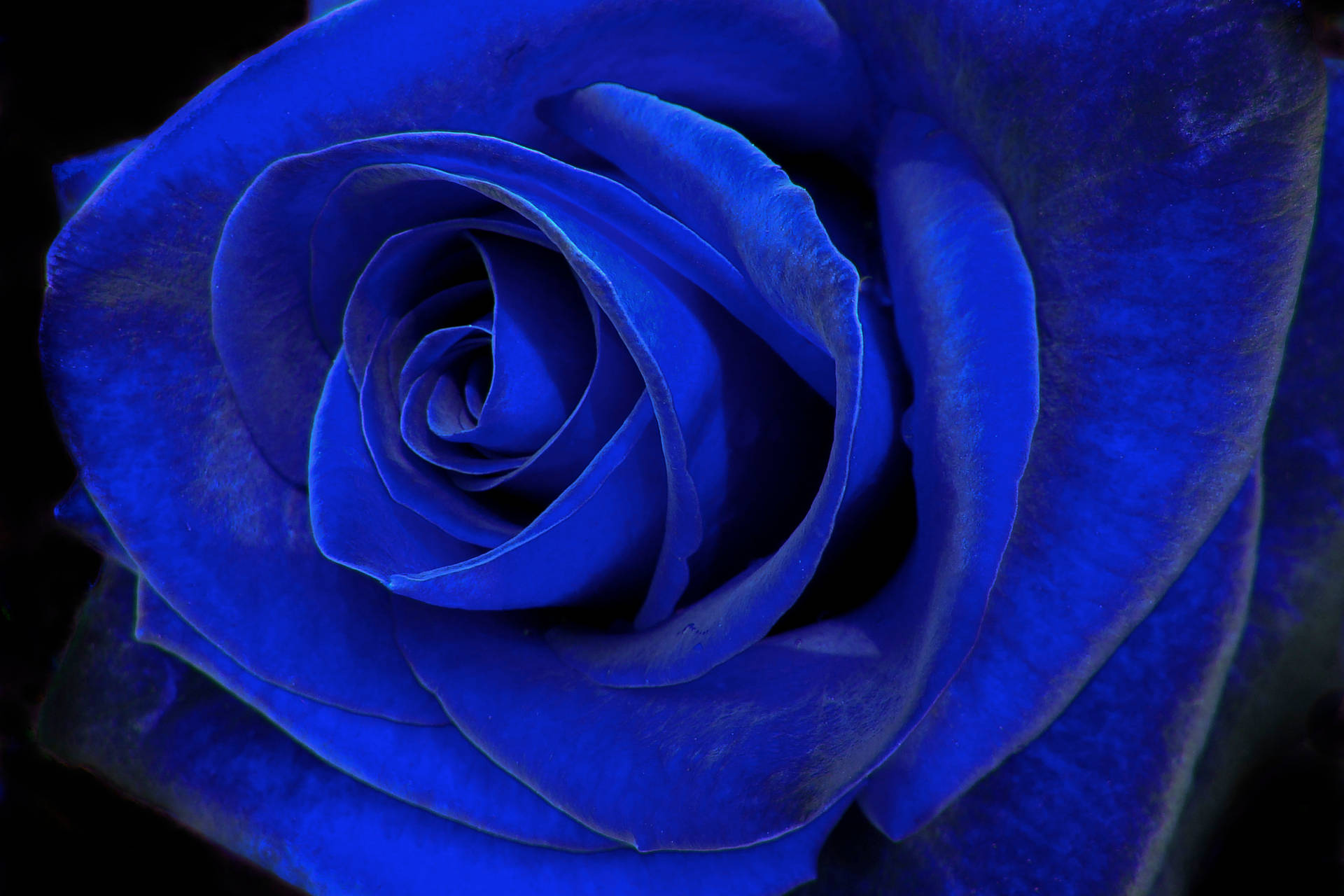 Blue Velvet Wallpaper