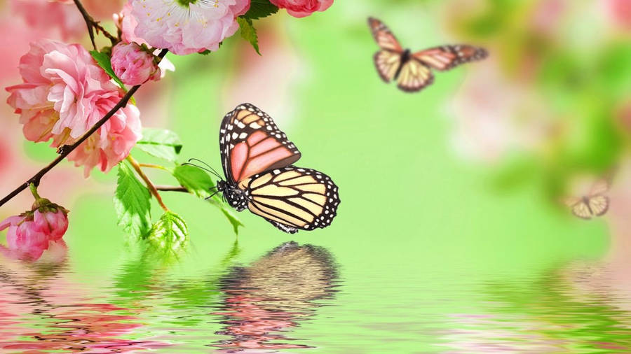 Butterfly Wallpaper