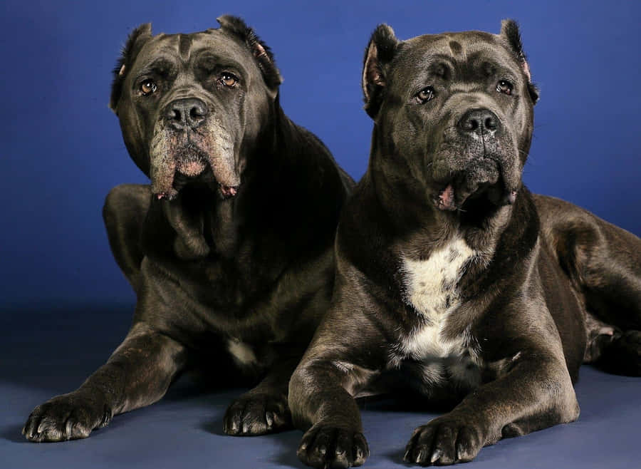 Cane Corso Bakgrund