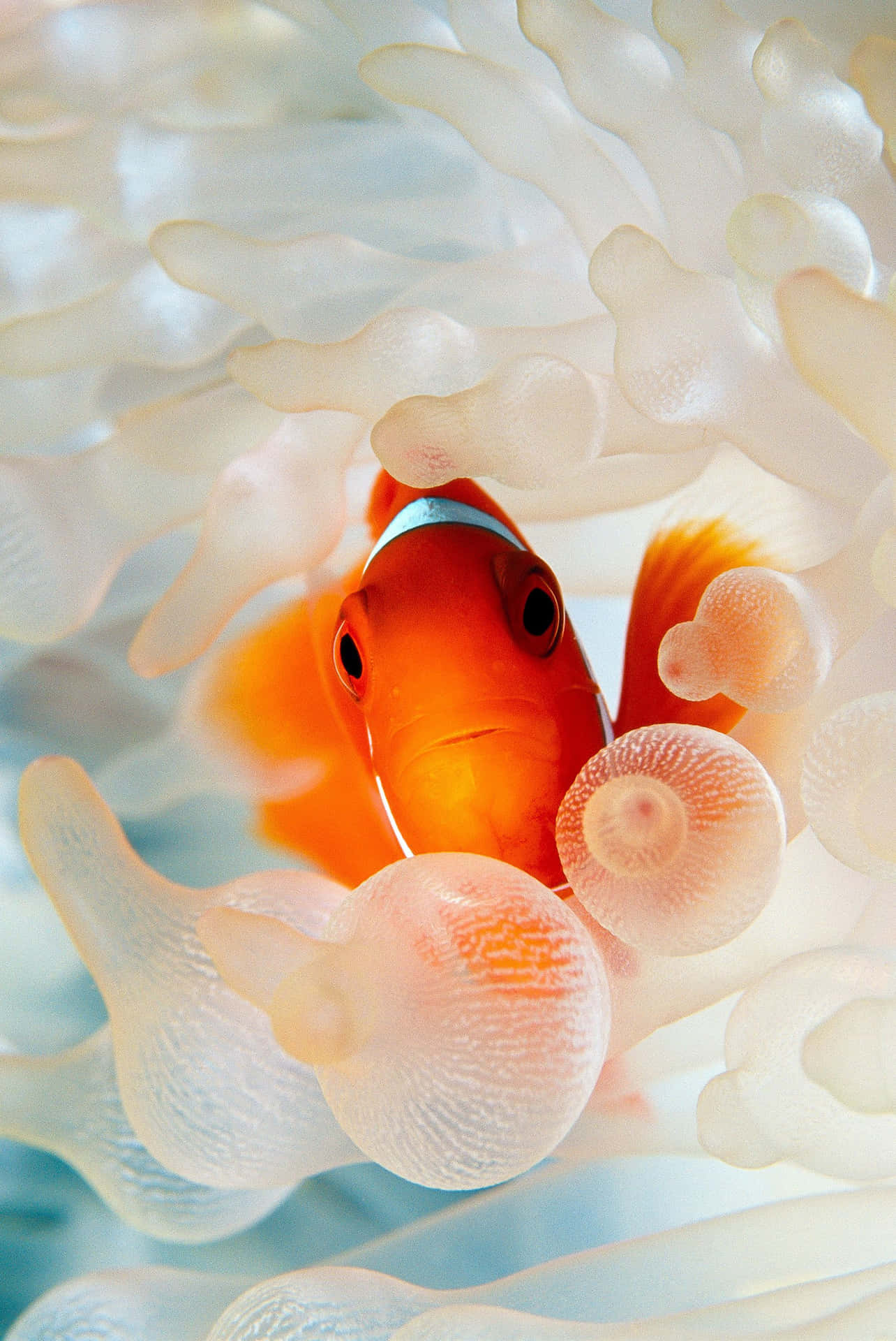 Clown Fish Iphone Wallpaper