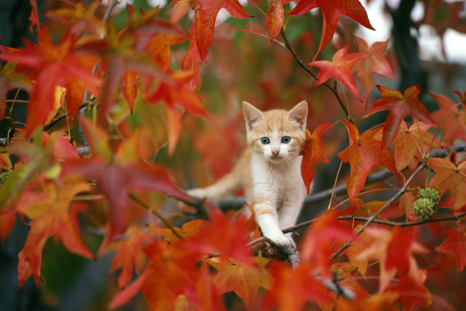 Cute Fall Wallpaper