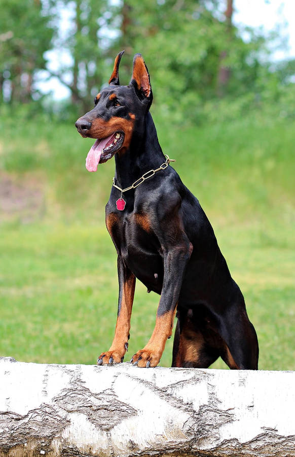 Doberman Pinscher Fondo de pantalla