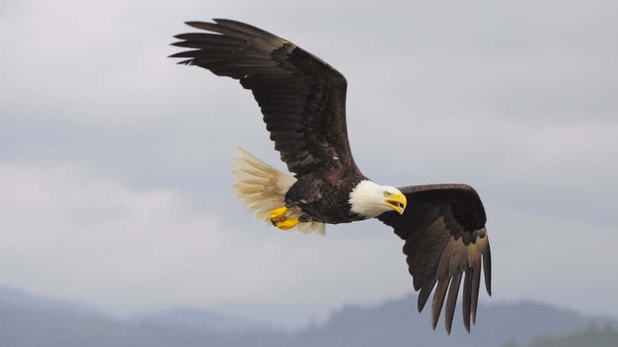 Eagles Bakgrund