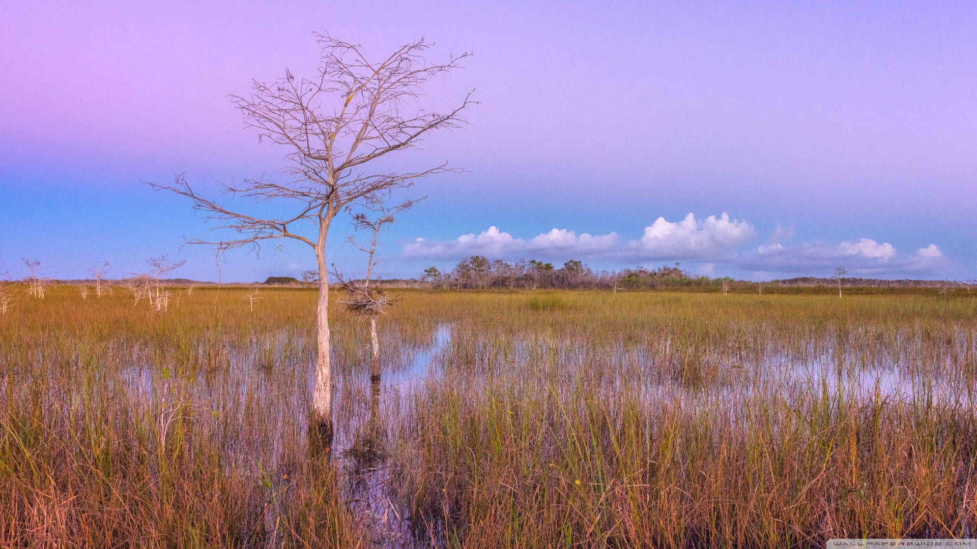 Everglades Nationalpark Wallpaper