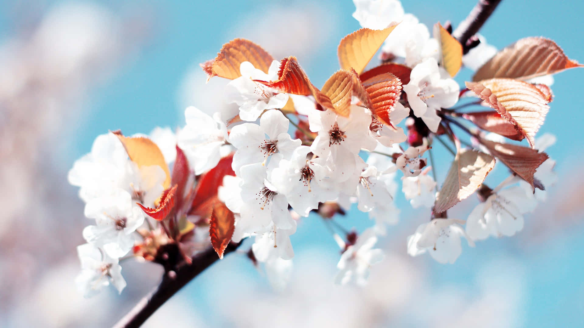 Fondods De Primavera HD