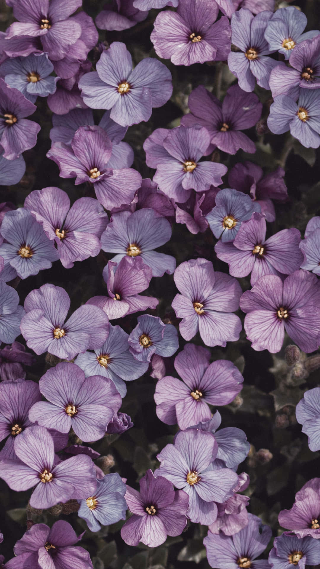 Fondos De Flores