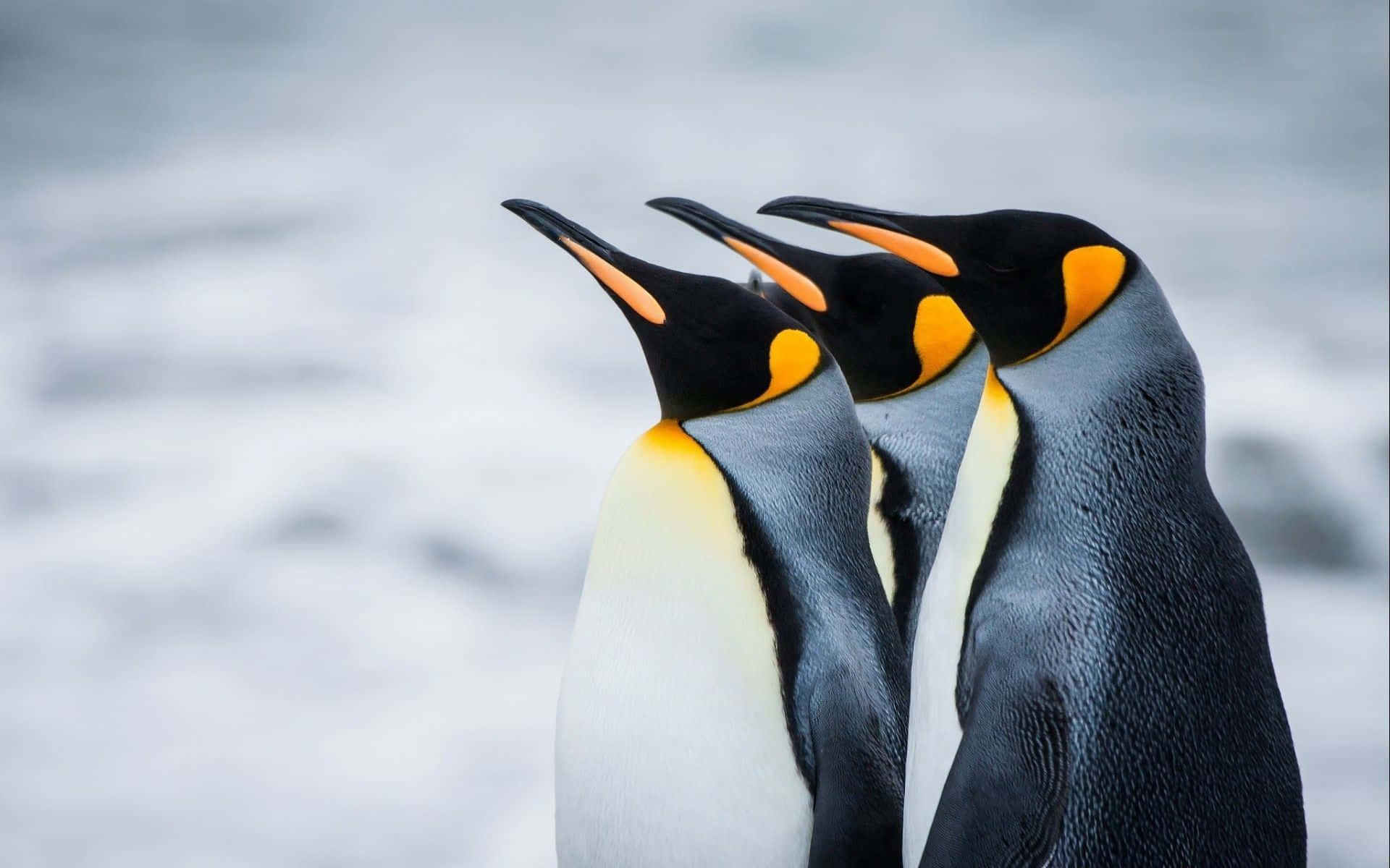 Fondos De Pingüinos