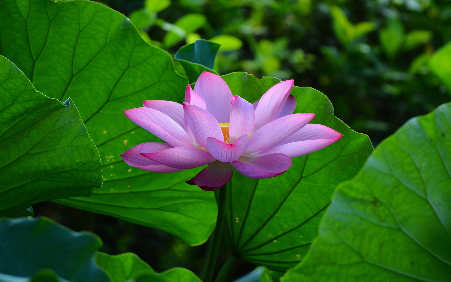 Fondos De Plantas