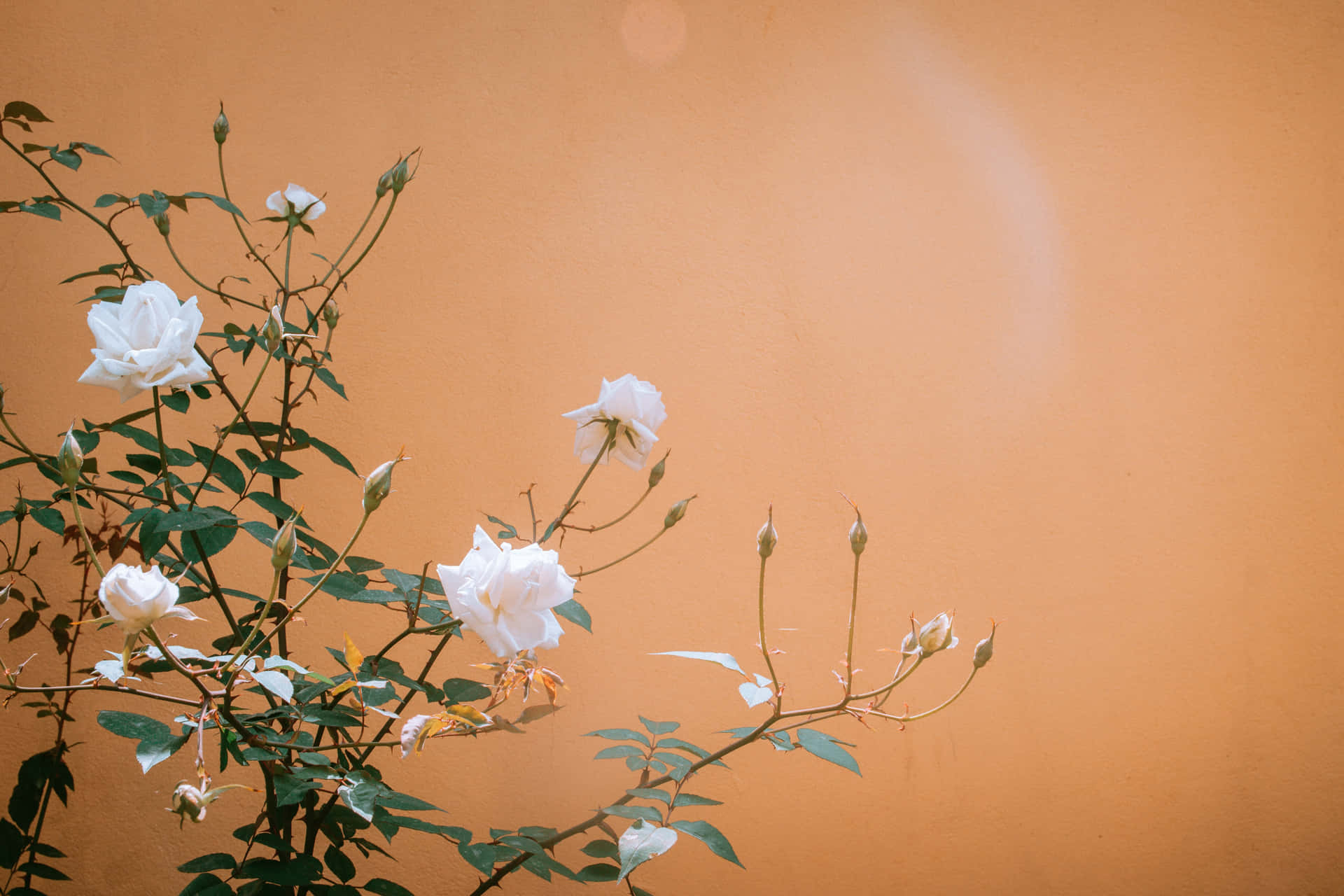 Fondos De Rosas Blancas