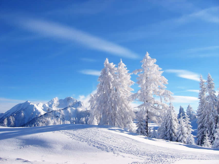 Fondos Nevados