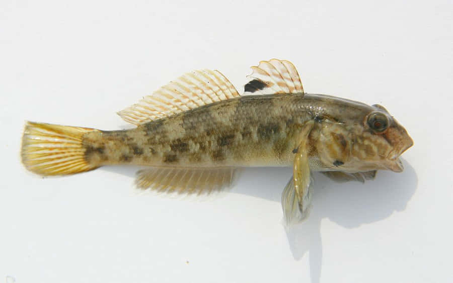 Goby Achtergrond