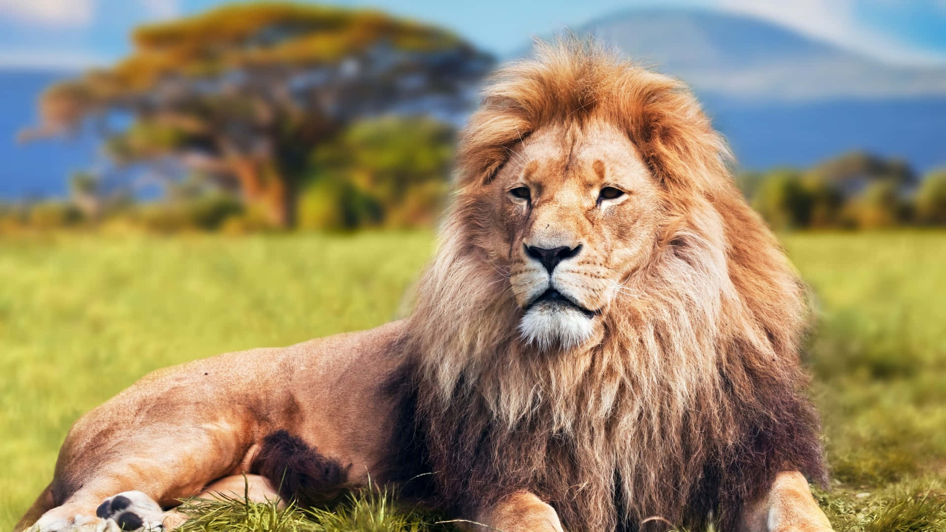 Lion Pictures Wallpaper