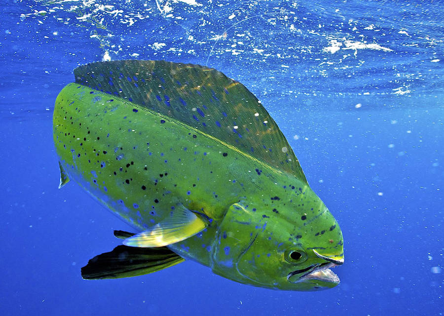 Mahi Mahi Fondo de pantalla