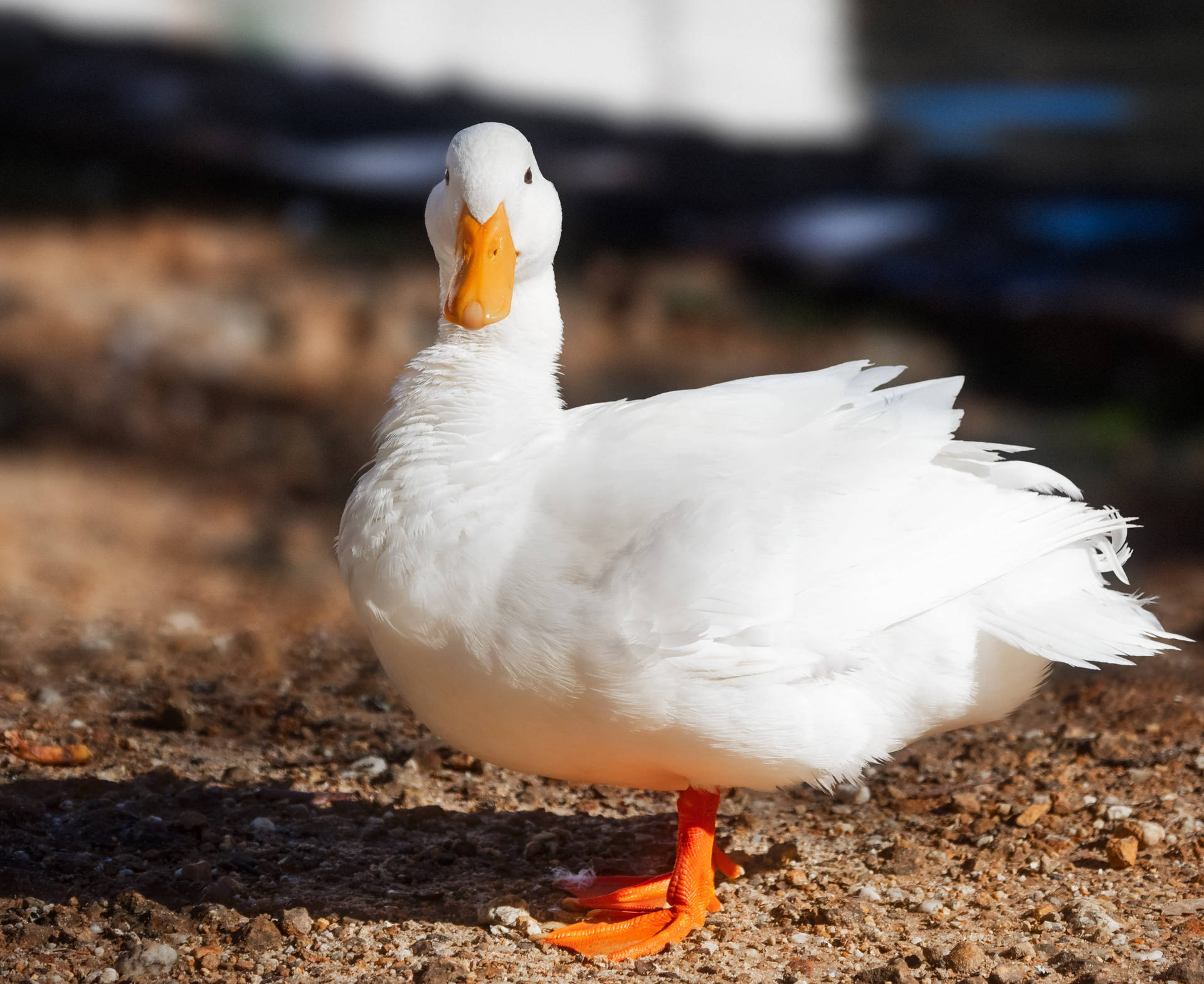 Pato Blanco Fondo de pantalla