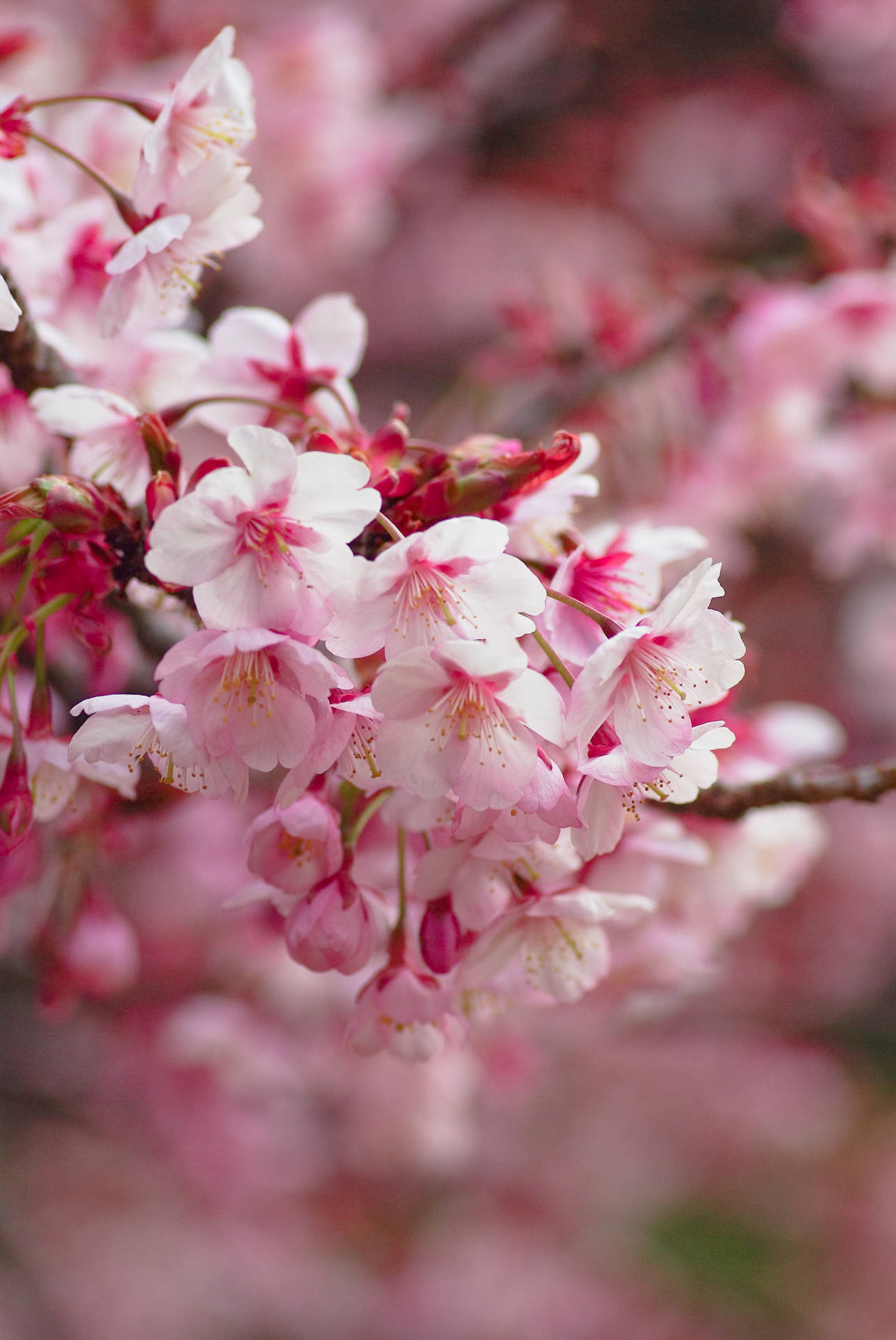 Sakura Fondo de pantalla