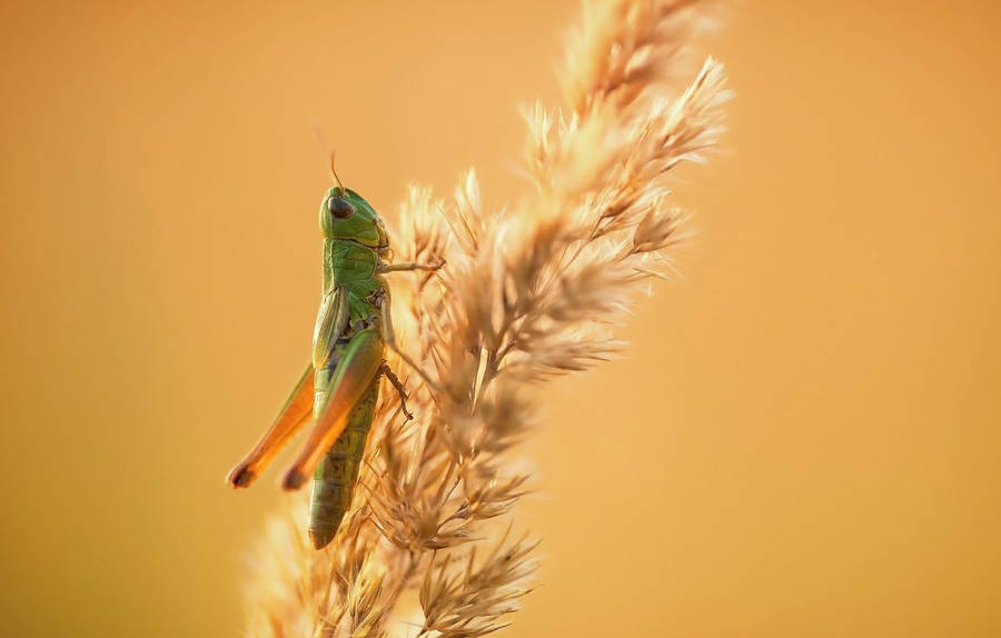 Saltamontes Fondo de pantalla