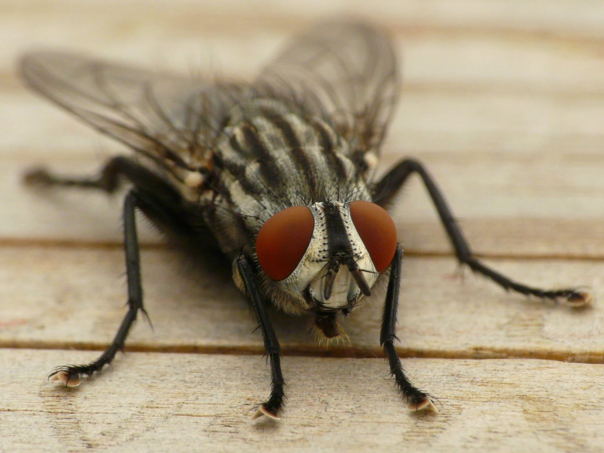 Volar Fondo de pantalla