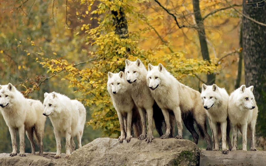 Wolf Pack Wallpaper