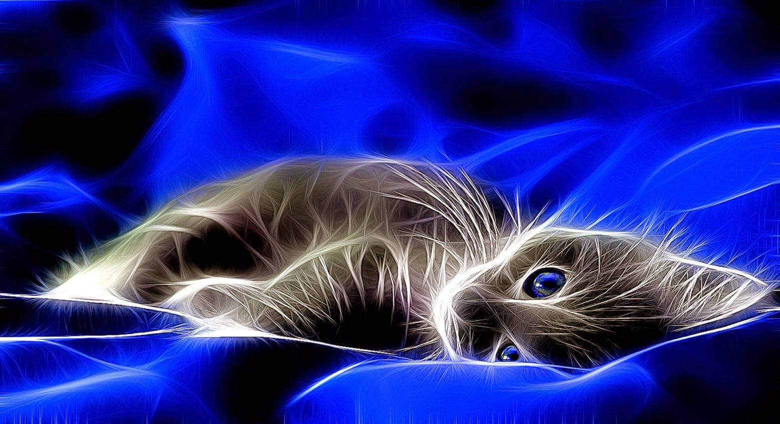 Gatogris En 4d Fondo de pantalla