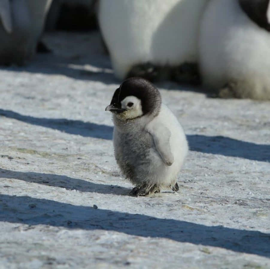 Denneovervældende Nuttede Baby-pingvin Er Klar Til Sin Første Tur I Sneen.