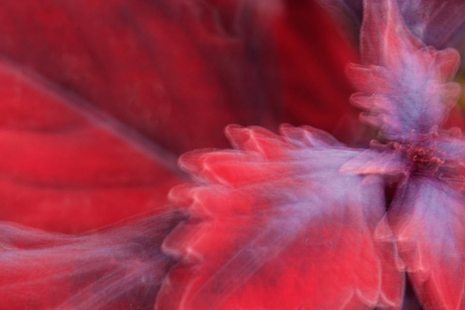 Fiore Di Colore Rosso Sfocato Sfondo