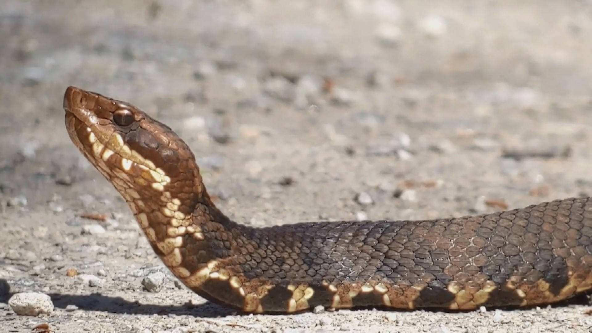 Brown Cottonmouth Looking Up Wallpaper