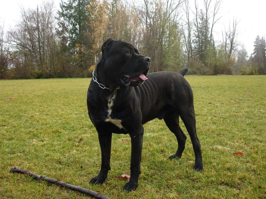 Download Cane Corso Bakgrund Wallpaper