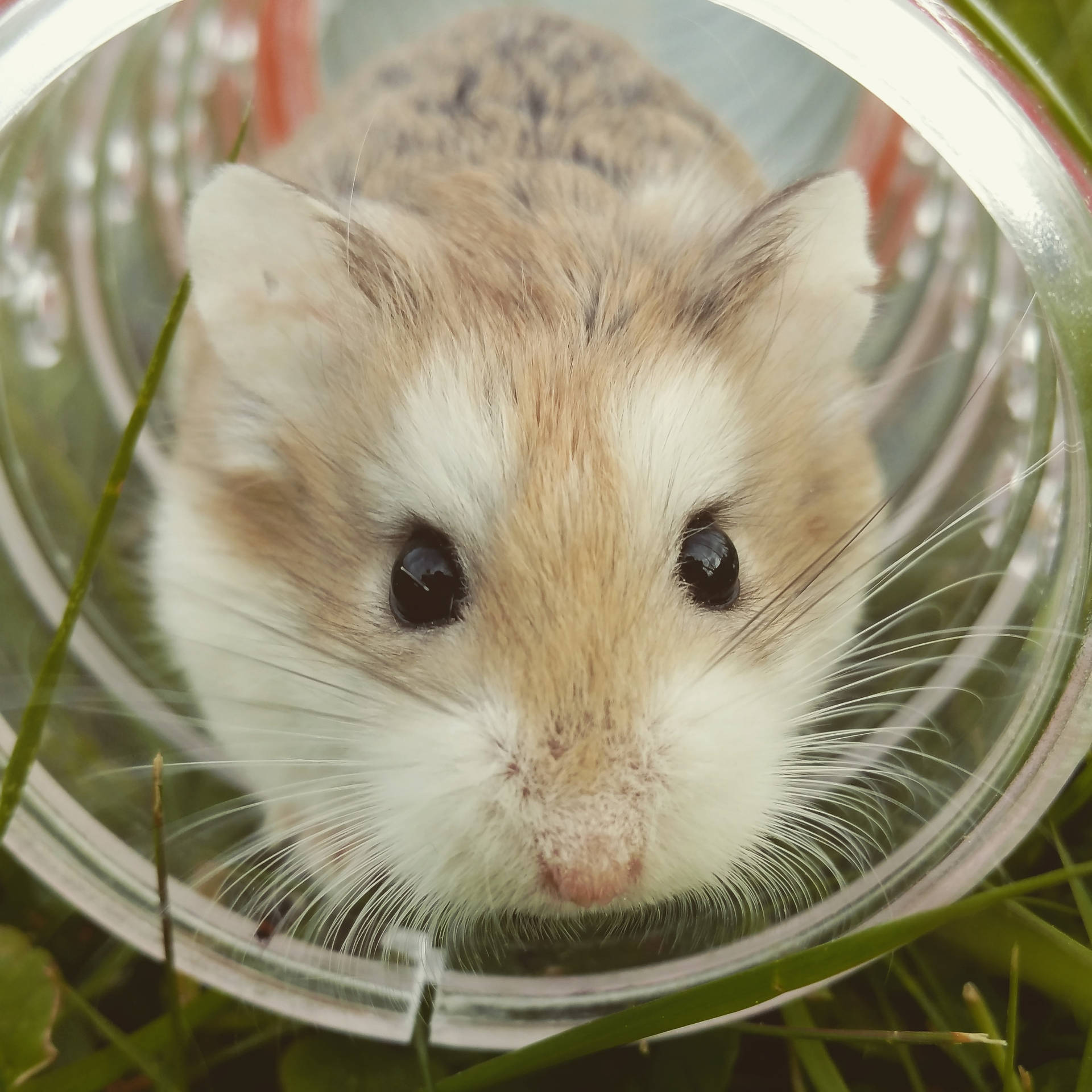 Conocea Peter: Un Hamster Marrón Y Feliz Fondo de pantalla