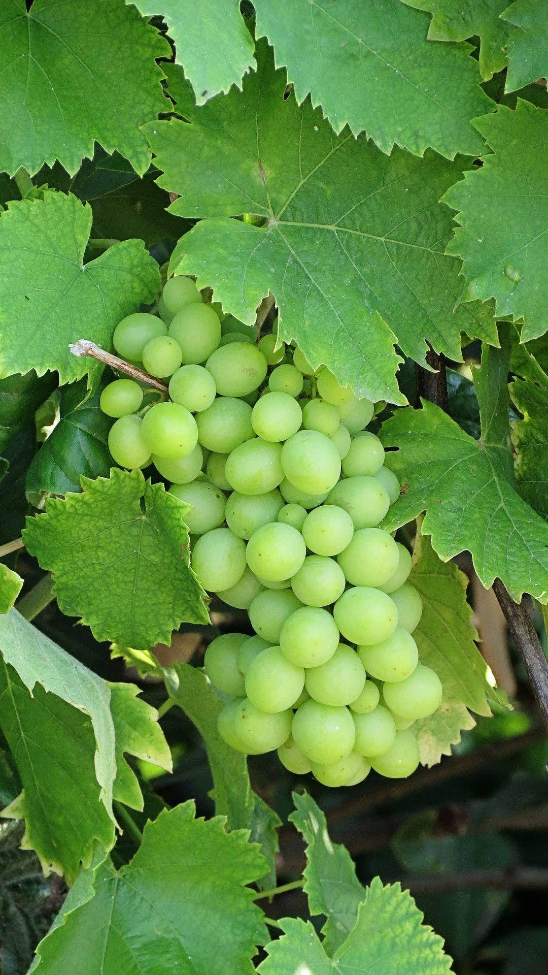 Agrupamentode Uvas Verdes Não Maduras. Papel de Parede