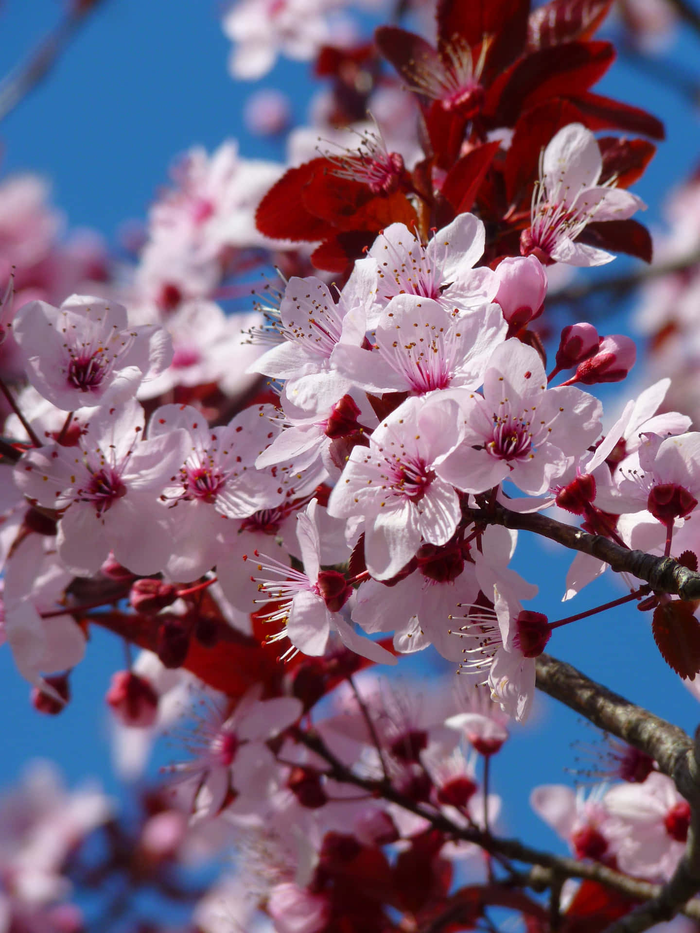 Japanese Tree in High Resolution Wallpaper