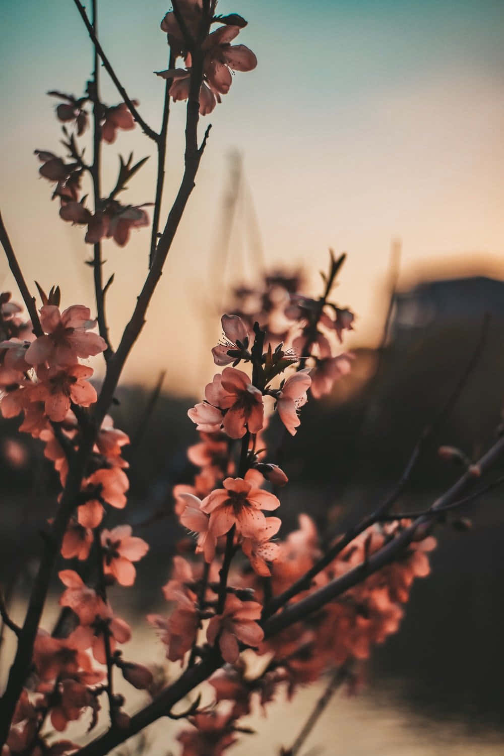 Sientela Alegría De La Primavera Con Esta Linda Flor Estética. Fondo de pantalla