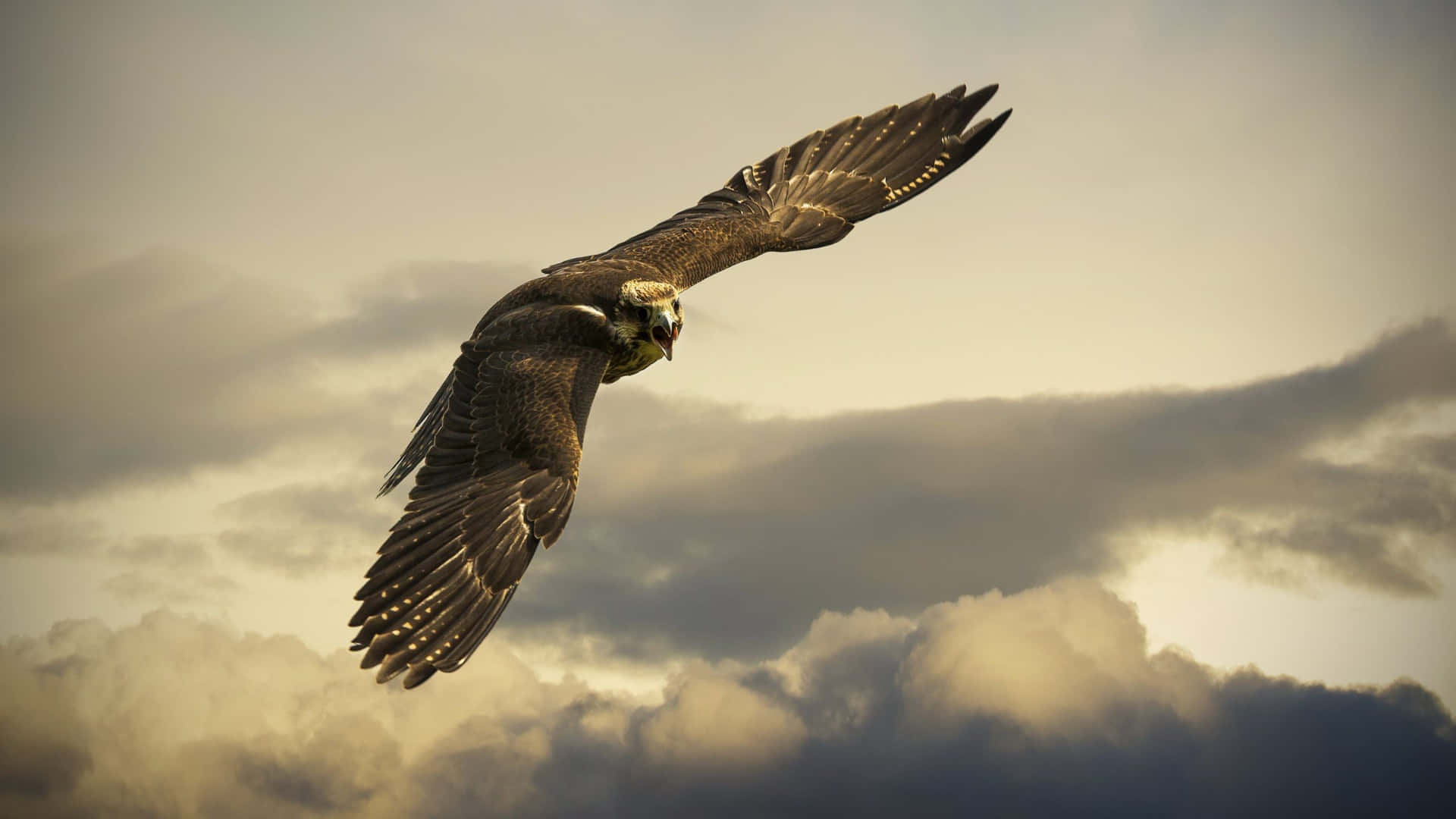 Flying Brown Snake Eagle Specie Wallpaper