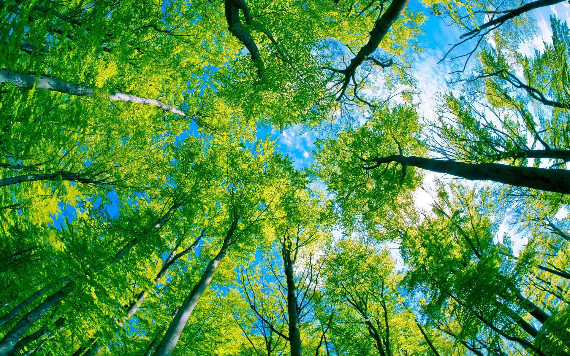 Unárbol Perenne Se Levanta Majestuosamente En Un Campo Verde Vibrante.