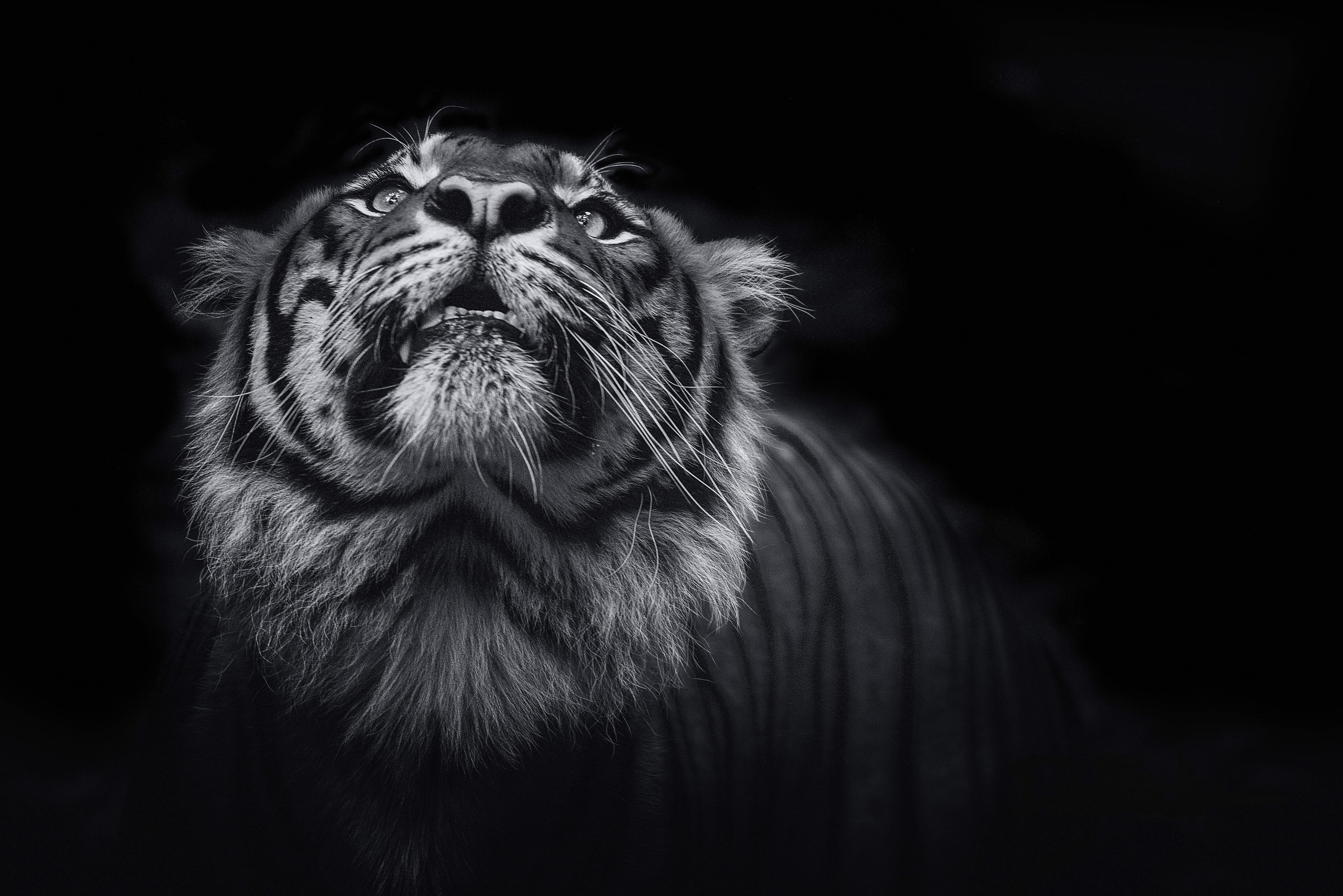 Greyscale 8K Tiger UHD Wallpaper