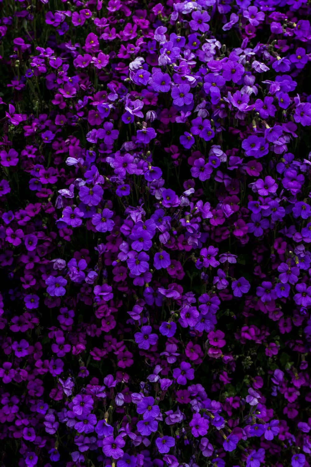 Floresde Lavanda, Roxo E Violeta Para Papel De Parede De Computador Ou Celular. Papel de Parede