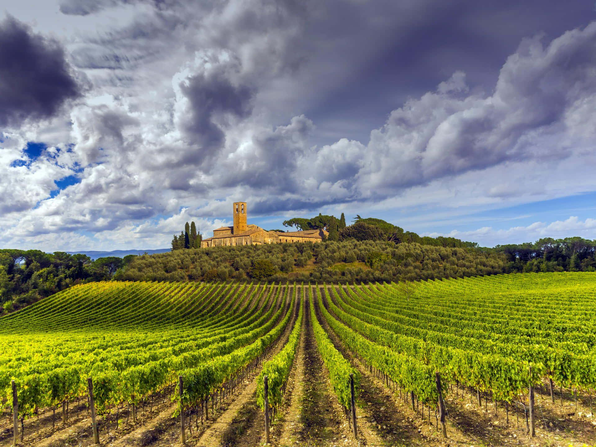 Avinha Da Toscana. Papel de Parede