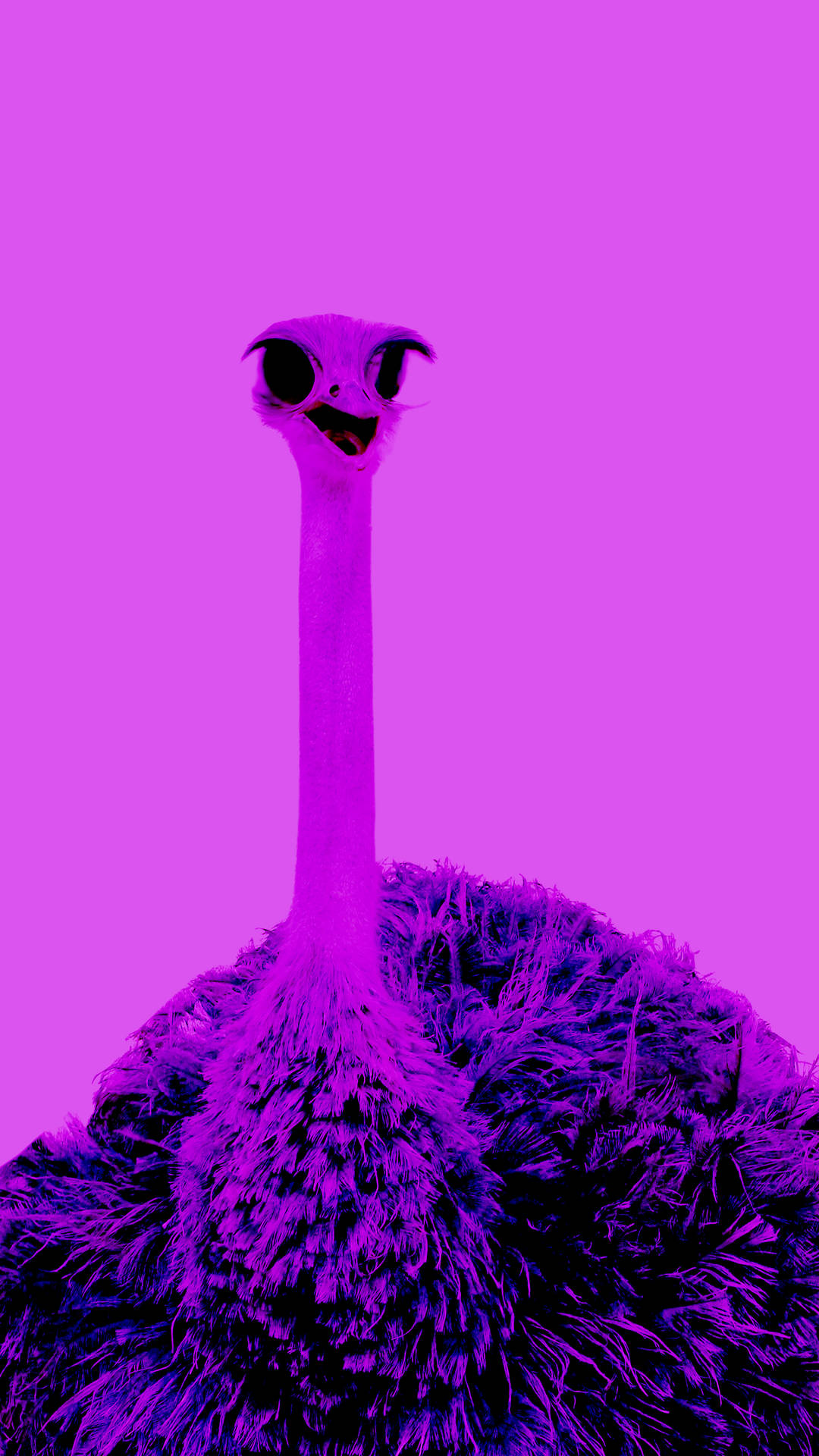 Ugly Ostrich Wallpaper