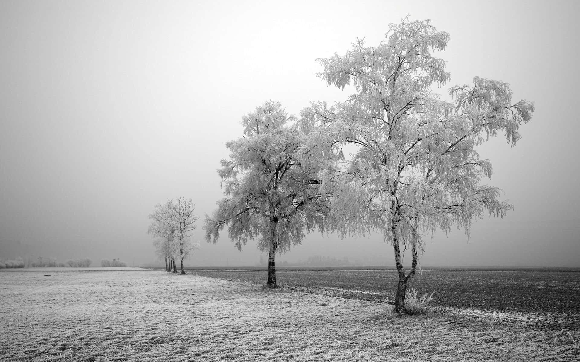 Majestuosopaisaje De Bosque Invernal. Fondo de pantalla