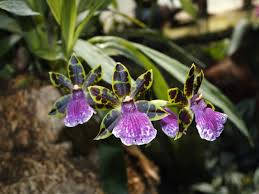 Variedadede Orquídea Zygopetalum Papel de Parede