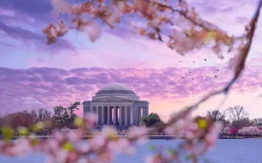 @jonlloydjr - Cherry Blossom Trees with Sunset Sky
