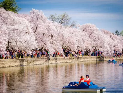 Couple on Tidal Basin Paddleboats - National Cherry Blossom Festival - Washington, DC