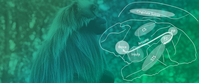 Structural Brain Asymmetries for Language across Primates