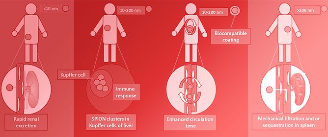 Size-Based Excretion and Effects of SPIONS on Human Body